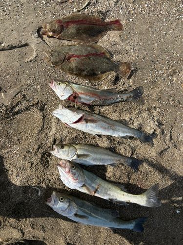 ヒラメの釣果