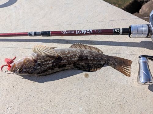 アイナメの釣果