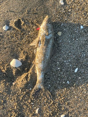 マルスズキの釣果