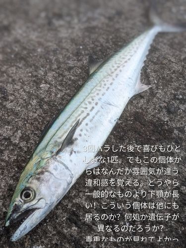 サゴシの釣果