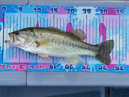 ブラックバスの釣果