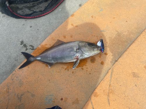 カンパチの釣果