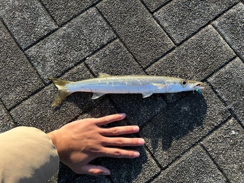 カマスの釣果