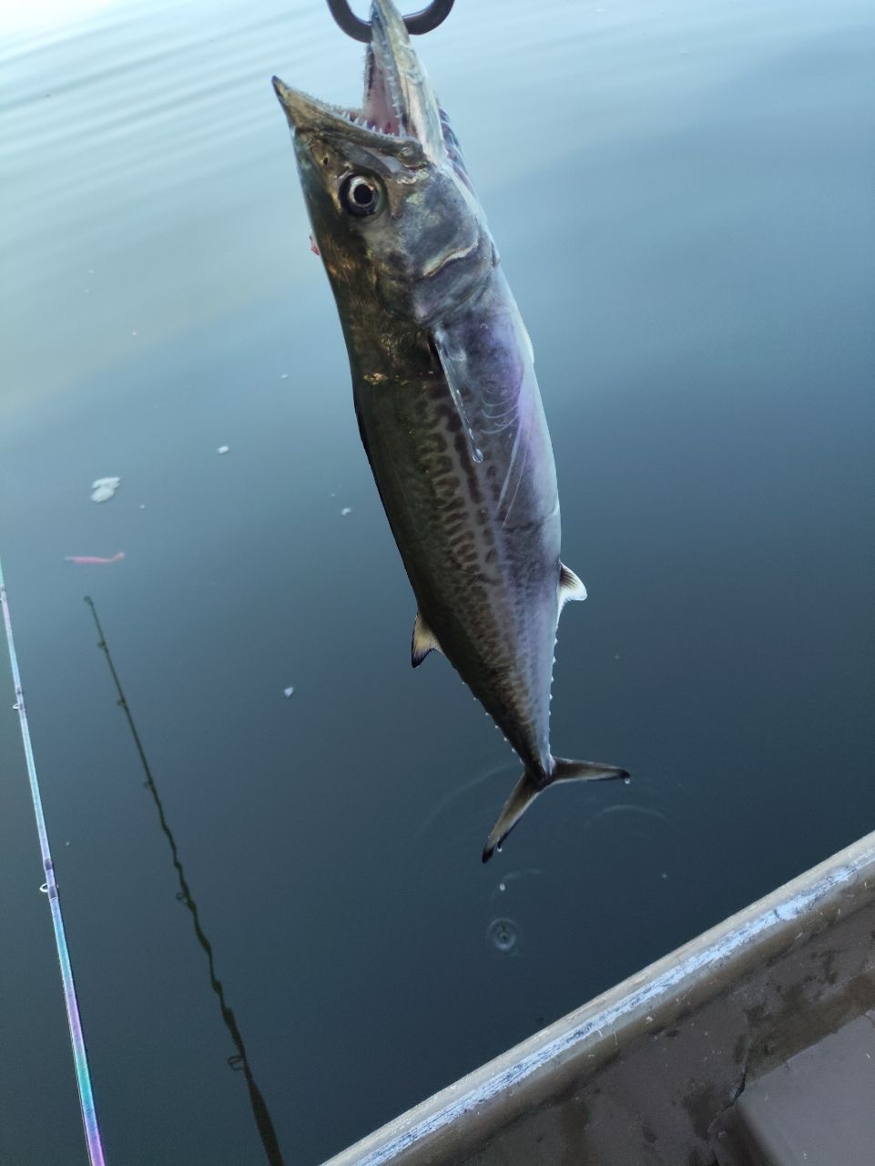 シマノ 18 ワールドシャウラ 1754R-2 No.2378 シマノ(SHIMANO) 18 ワールドシャウラ 1754R-2 ワールドシャウラ ☆NEW