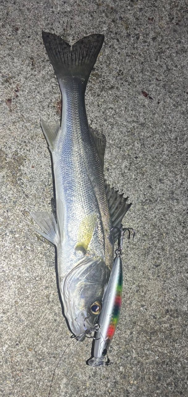 AbuGarcia ソルティーステージ KR-Xトリプルコンセプト STCS-902MT-KR