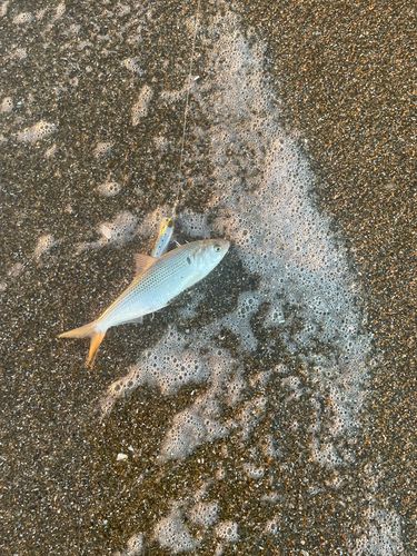 コノシロの釣果