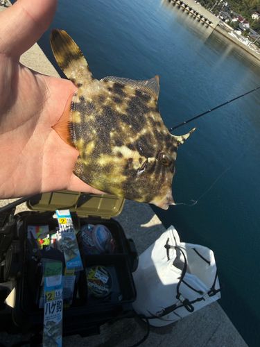 カワハギの釣果