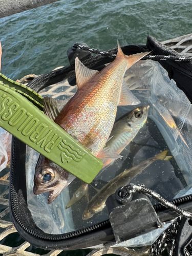 本牧海づり施設