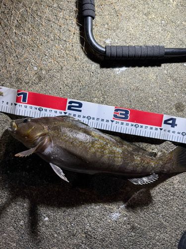 アイナメの釣果