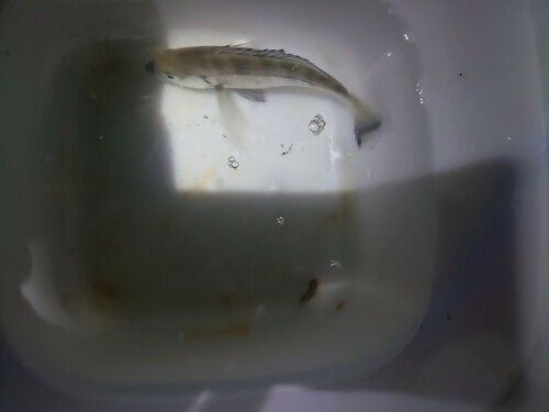 クロダイの釣果