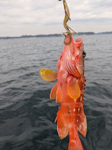 ホウボウの釣果