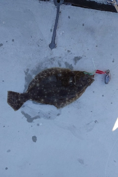 ヒラメの釣果
