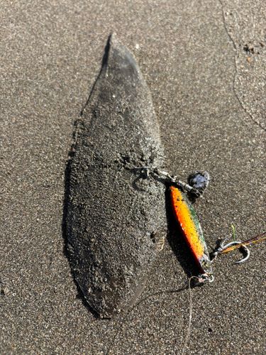 シタビラメの釣果