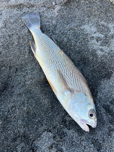 イシモチの釣果