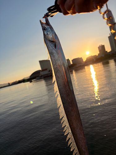 タチウオの釣果