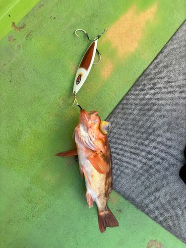 ウスメバルの釣果