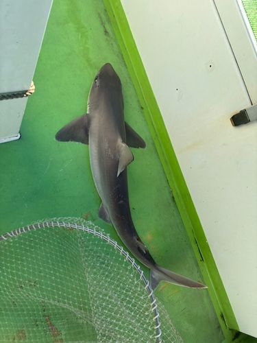 フトツノザメの釣果