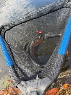 ニジマスの釣果