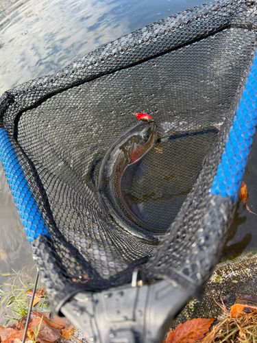 ニジマスの釣果