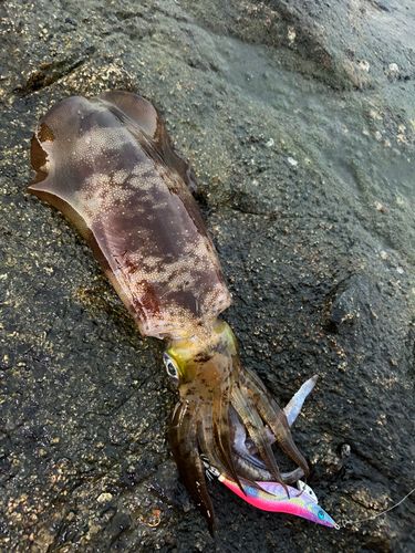 イカの釣果