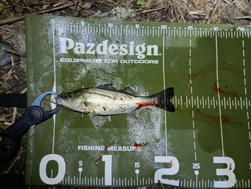 シーバスの釣果