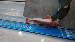 ホウボウの釣果