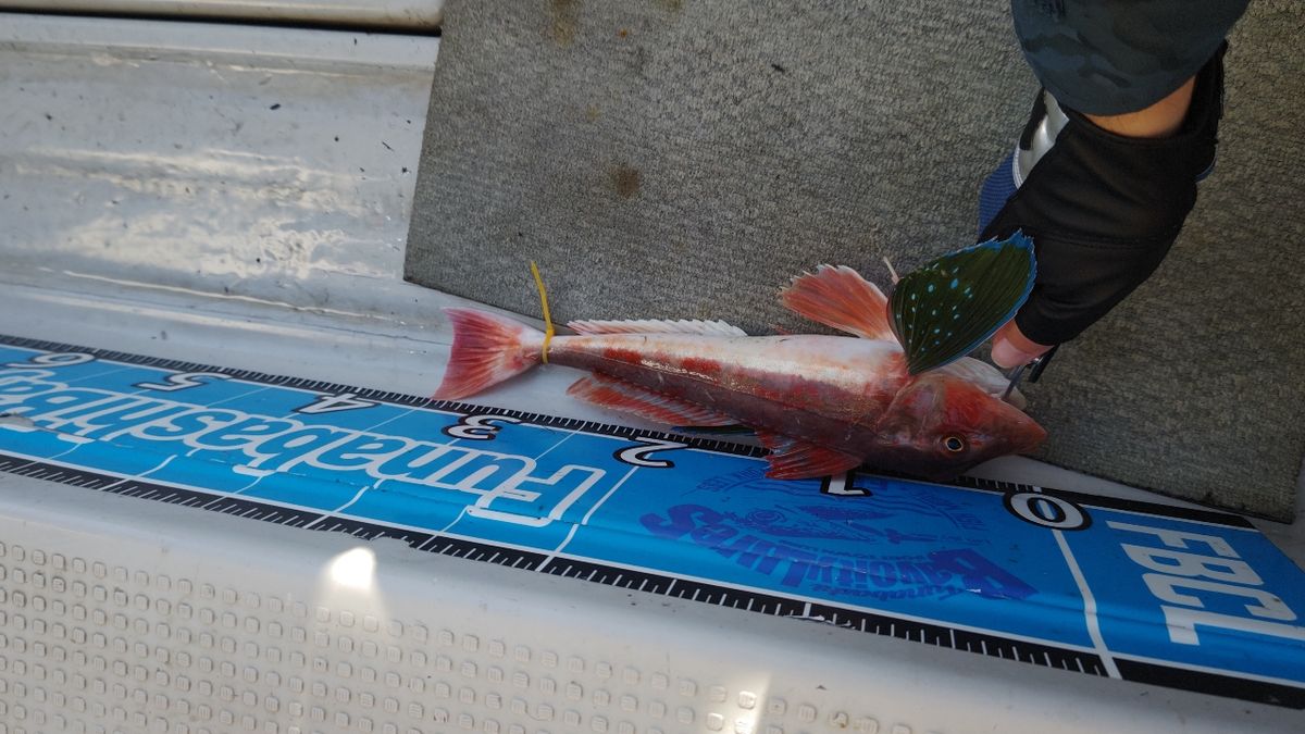 南海さんさんの釣果 1枚目の画像