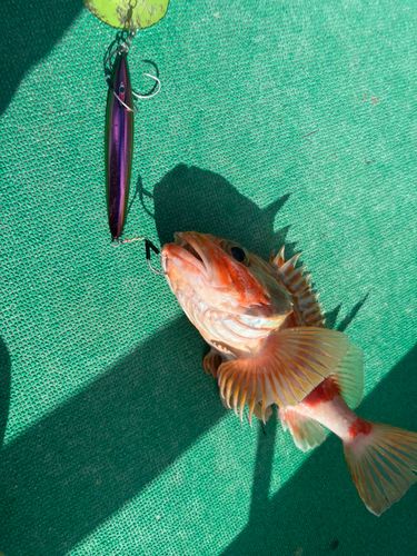 ユメカサゴの釣果