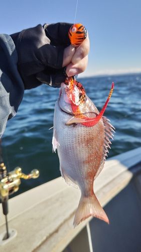 マダイの釣果