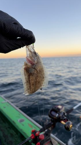 ガンゾウビラメの釣果