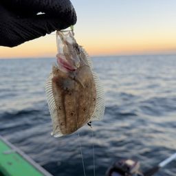 ガンゾウビラメ