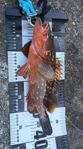 キジハタの釣果