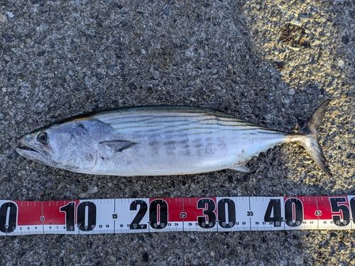 ハガツオの釣果