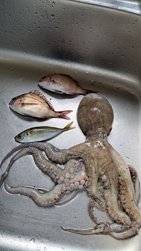 タコの釣果