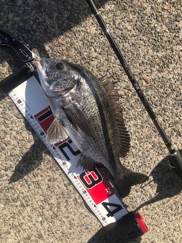 チヌの釣果