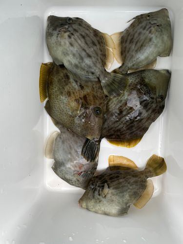 カワハギの釣果