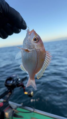 レンコダイの釣果