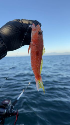 ヒメコダイの釣果