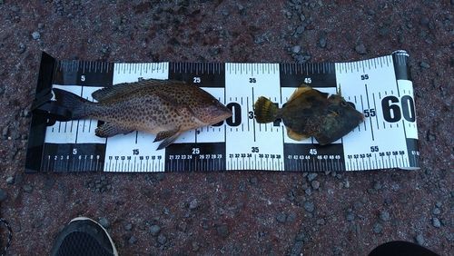 オオモンハタの釣果