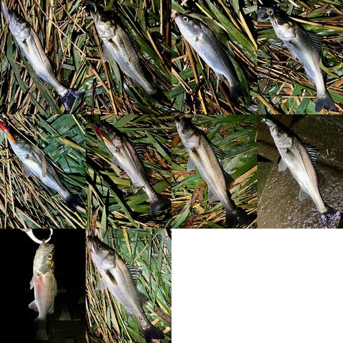 シーバスの釣果