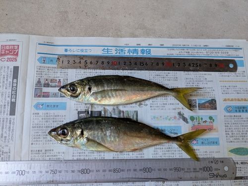 アジの釣果