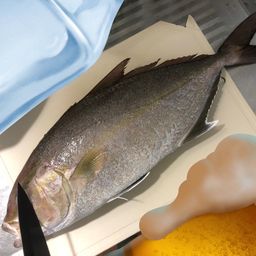 ヒレナガカンパチ