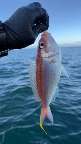 イトヨリダイの釣果