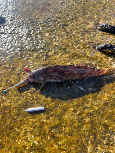 アイナメの釣果