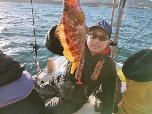 キジハタの釣果