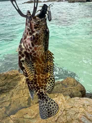 イシミーバイの釣果