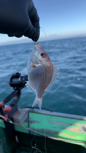 レンコダイの釣果