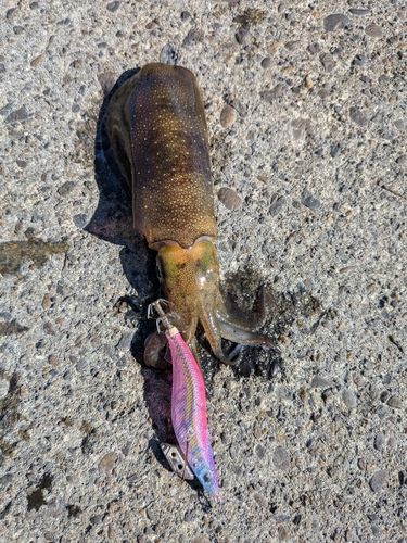 アオリイカの釣果