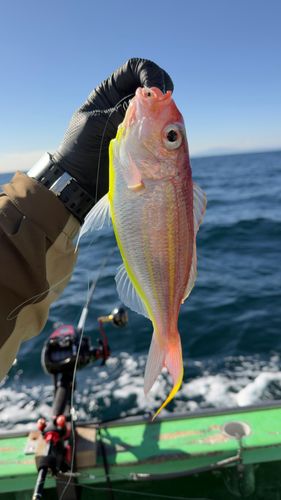 イトヨリダイの釣果