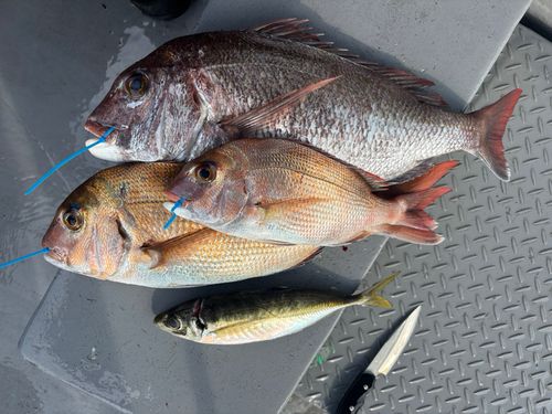 マダイの釣果